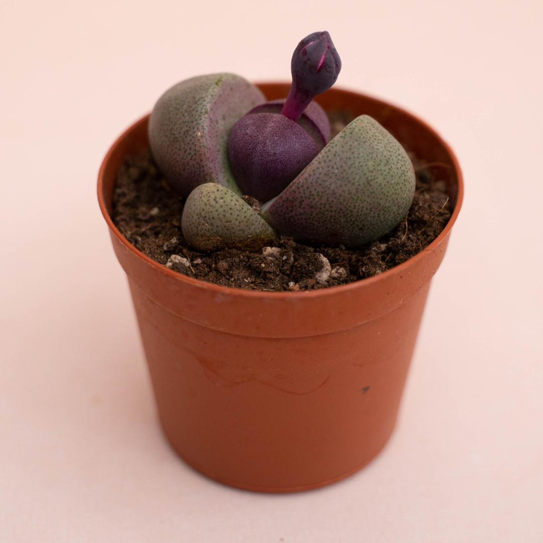 Pleiospilos nelii Royal Flush Ø 7,5 cm