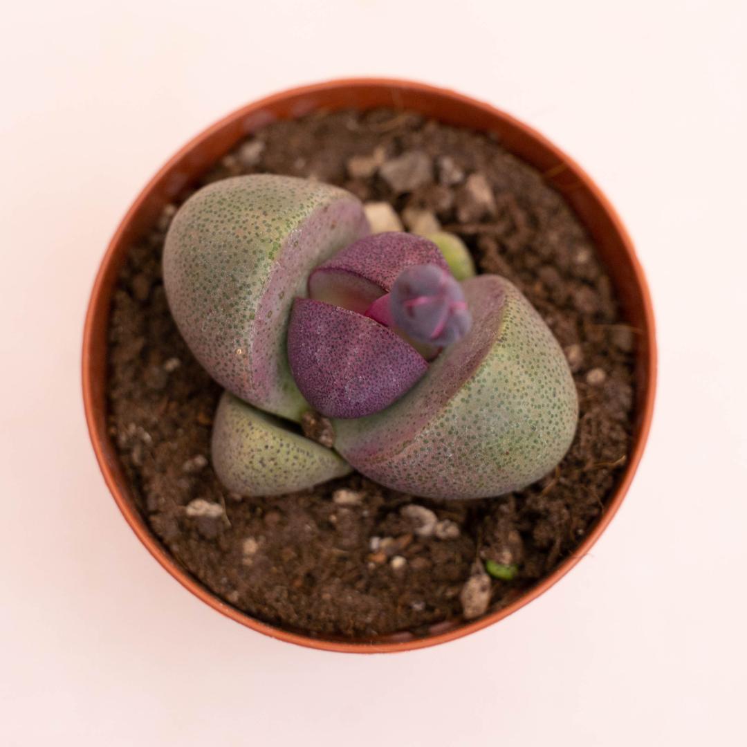 Pleiospilos nelii Royal Flush Ø 7,5 cm
