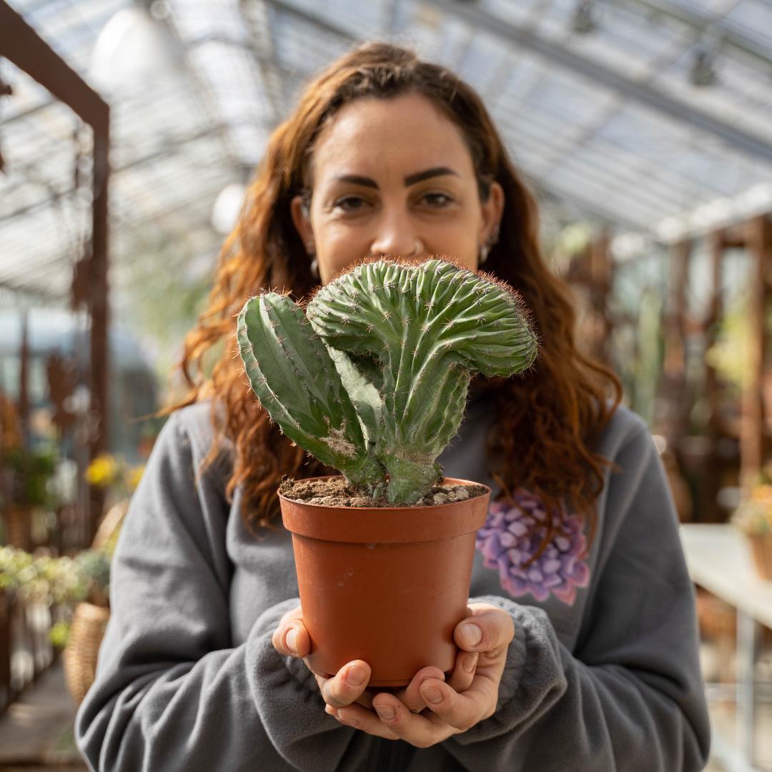 Polaskia chichipe crestata Ø 14 cm