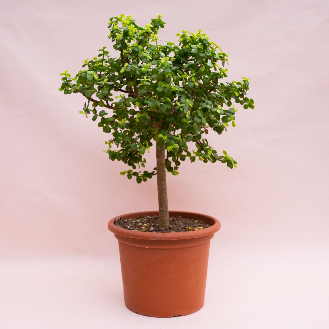 Portulacaria afra Lemon Ø 25 cm 903F