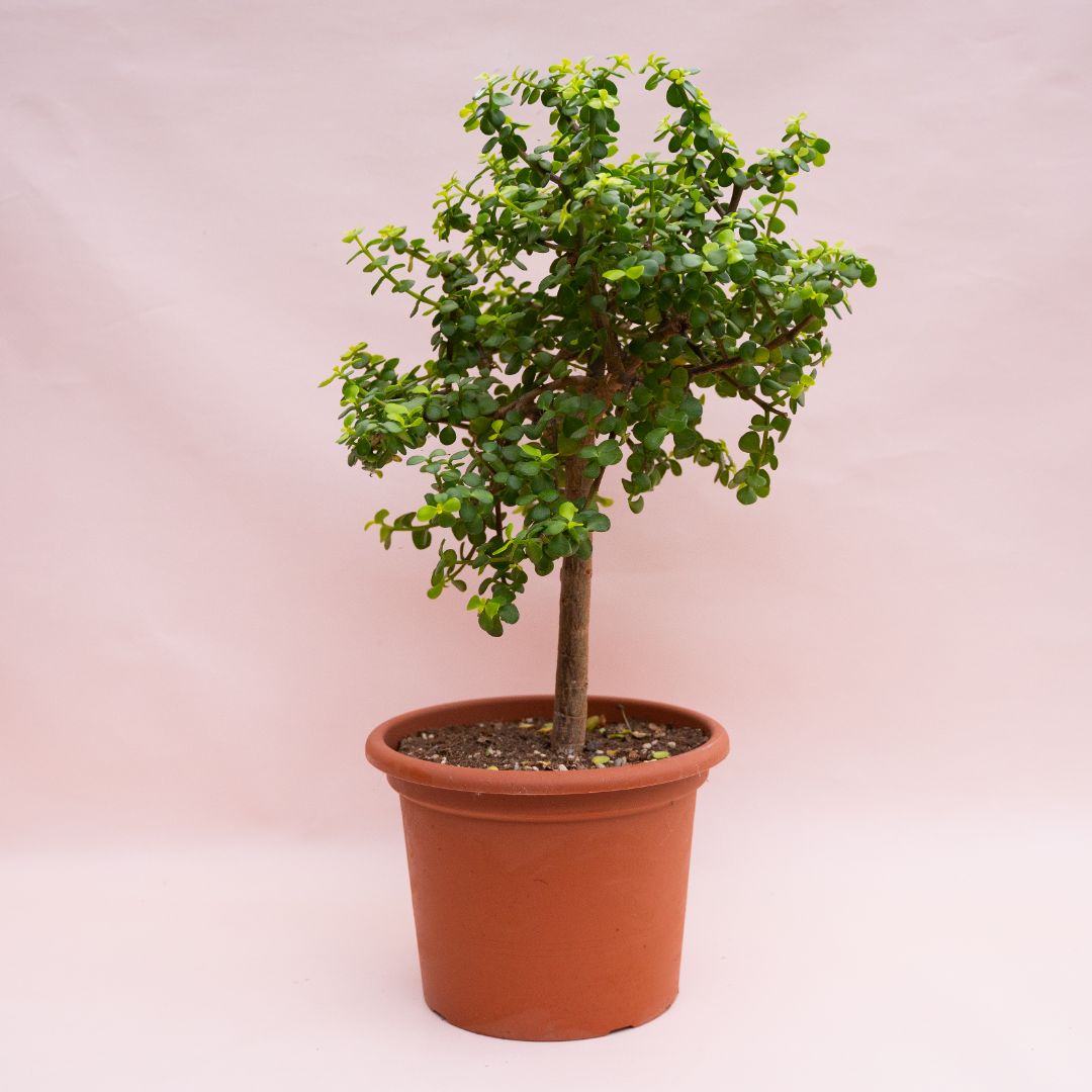 Portulacaria afra Lemon Ø 25 cm 903F