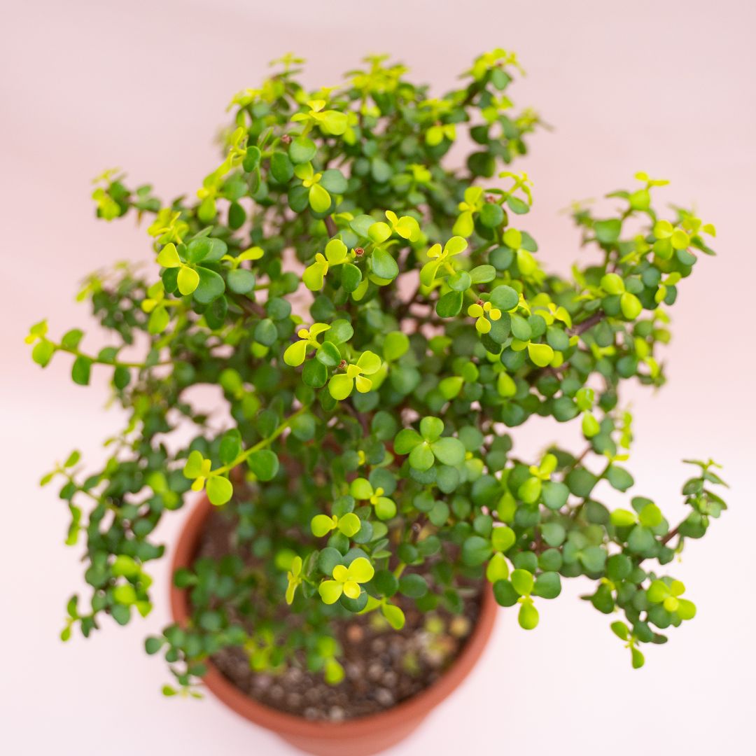 Portulacaria afra Lemon Ø 25 cm 903F