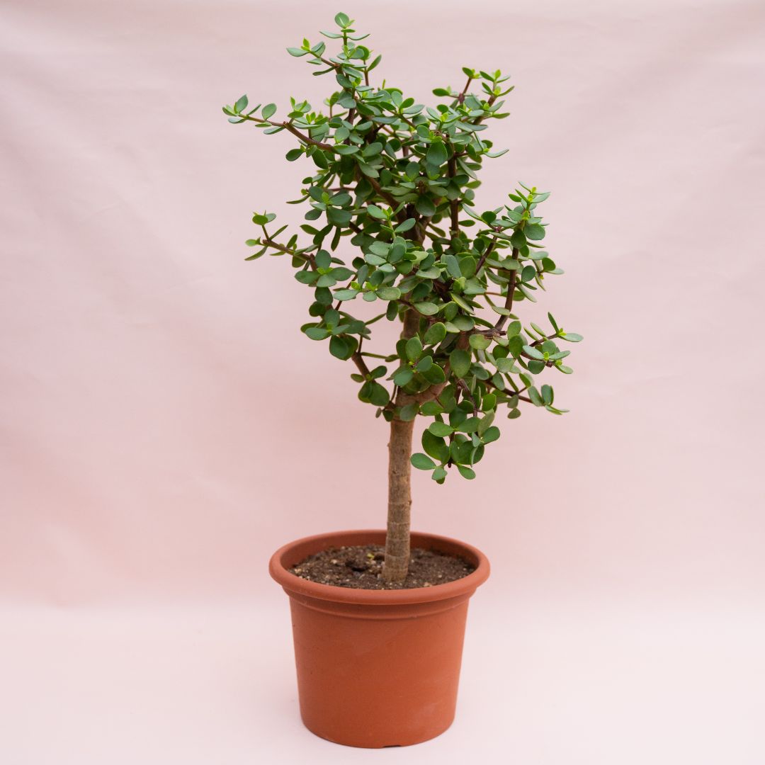 Portulacaria afra Ø 25 cm cod. 1326