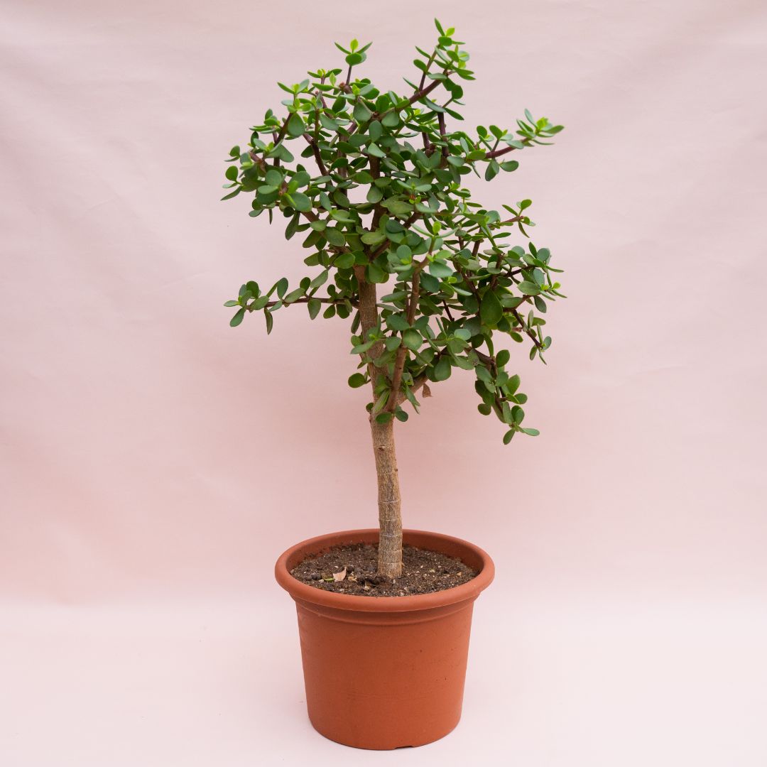 Portulacaria afra Ø 25 cm cod. 1326