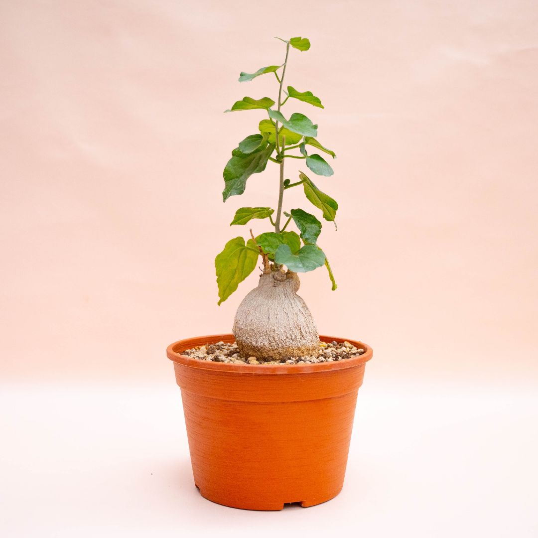 Pyrenacantha malvifolia Ø 20 cm