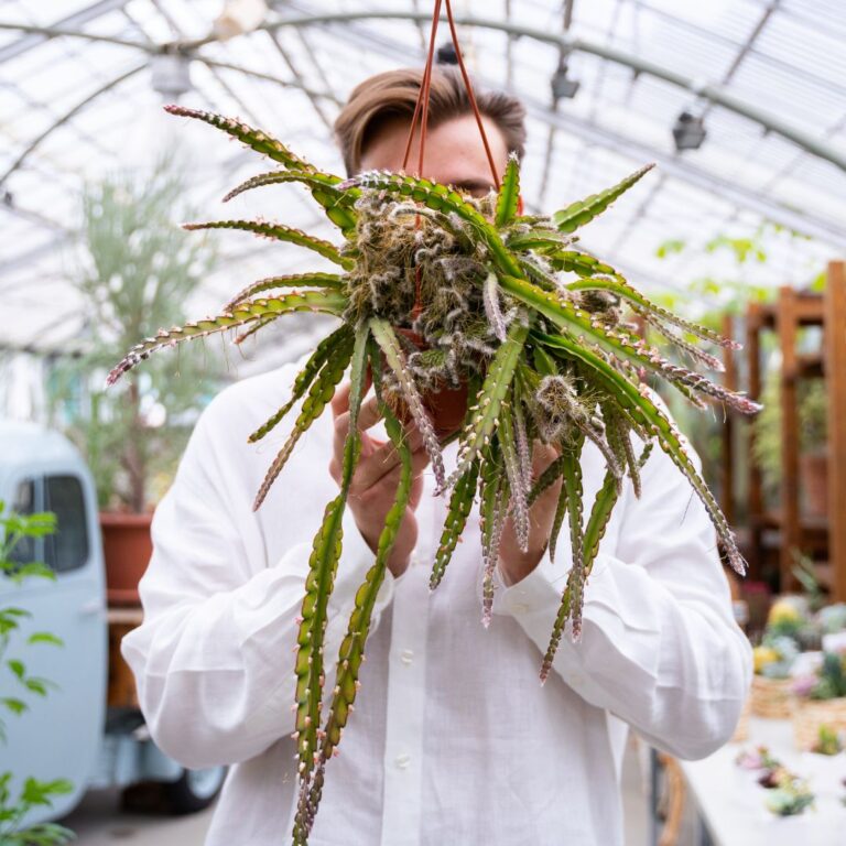 Rhipsalis cruciformis crestato Ø 14 cm 910F