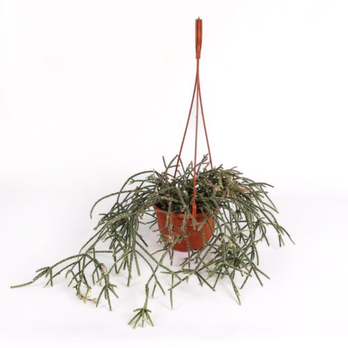 Rhipsalis pilocarpa in vaso Ø 14 cm