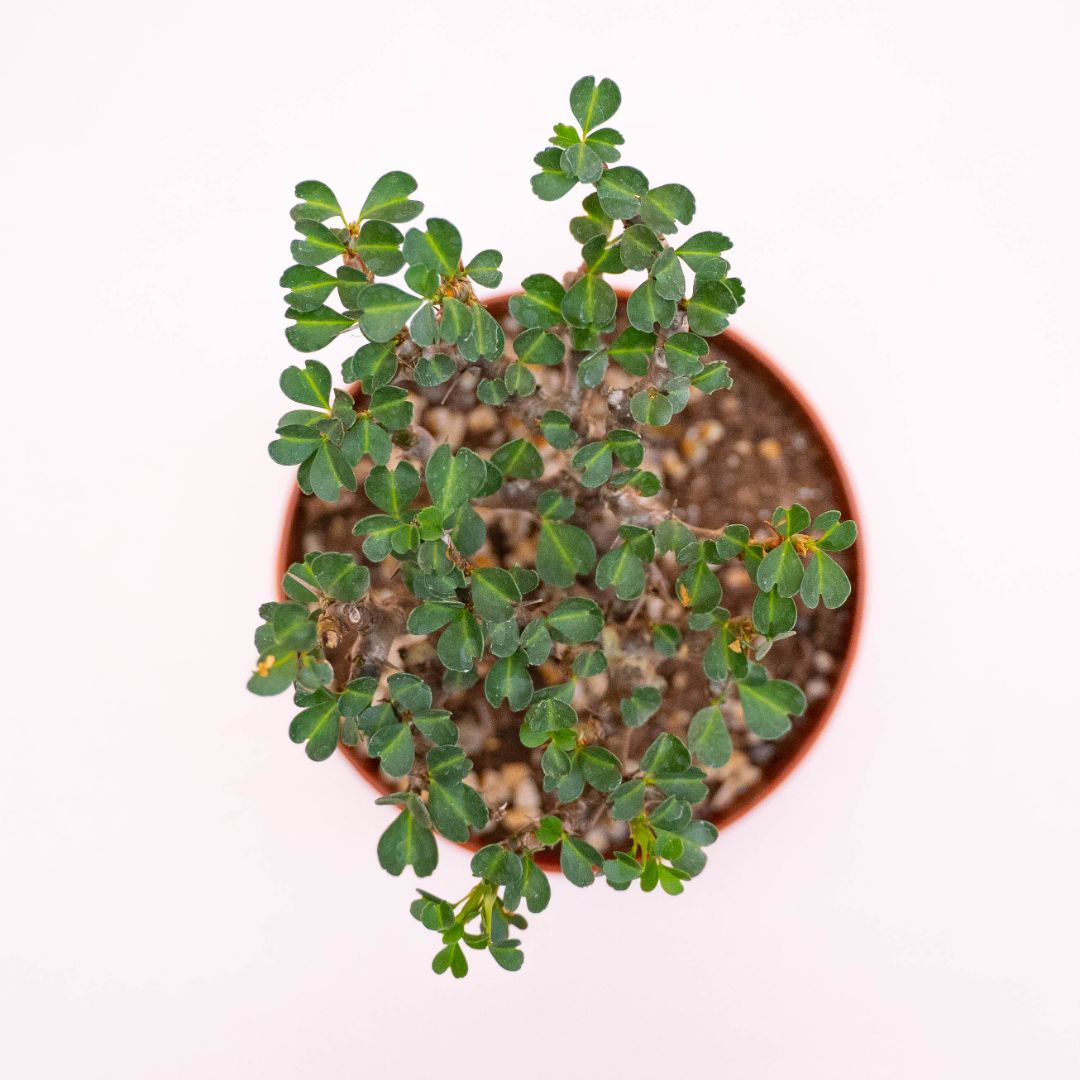 Sarcocaulon vanderietiae Ø 12 cm