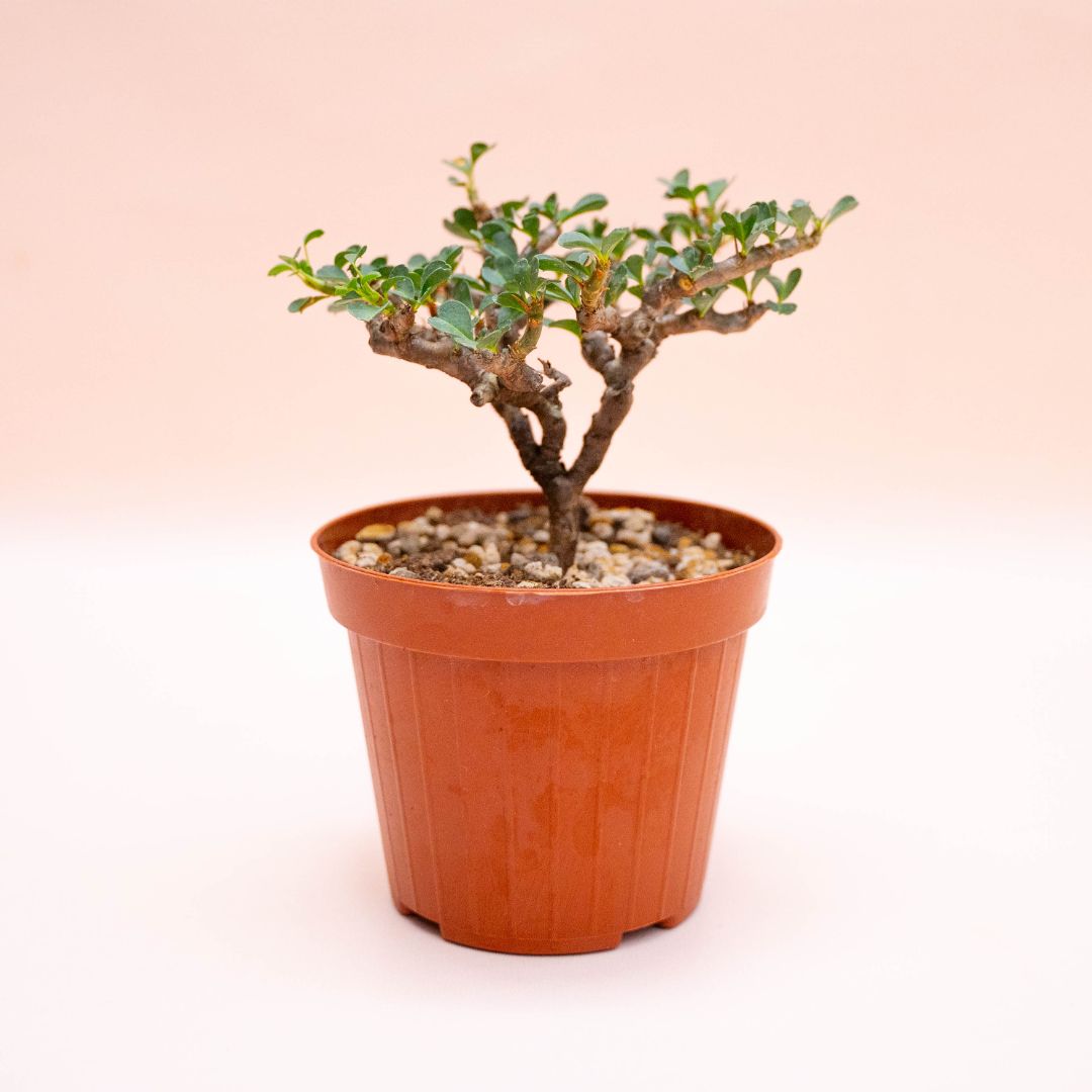 Sarcocaulon vanderietiae Ø 12 cm