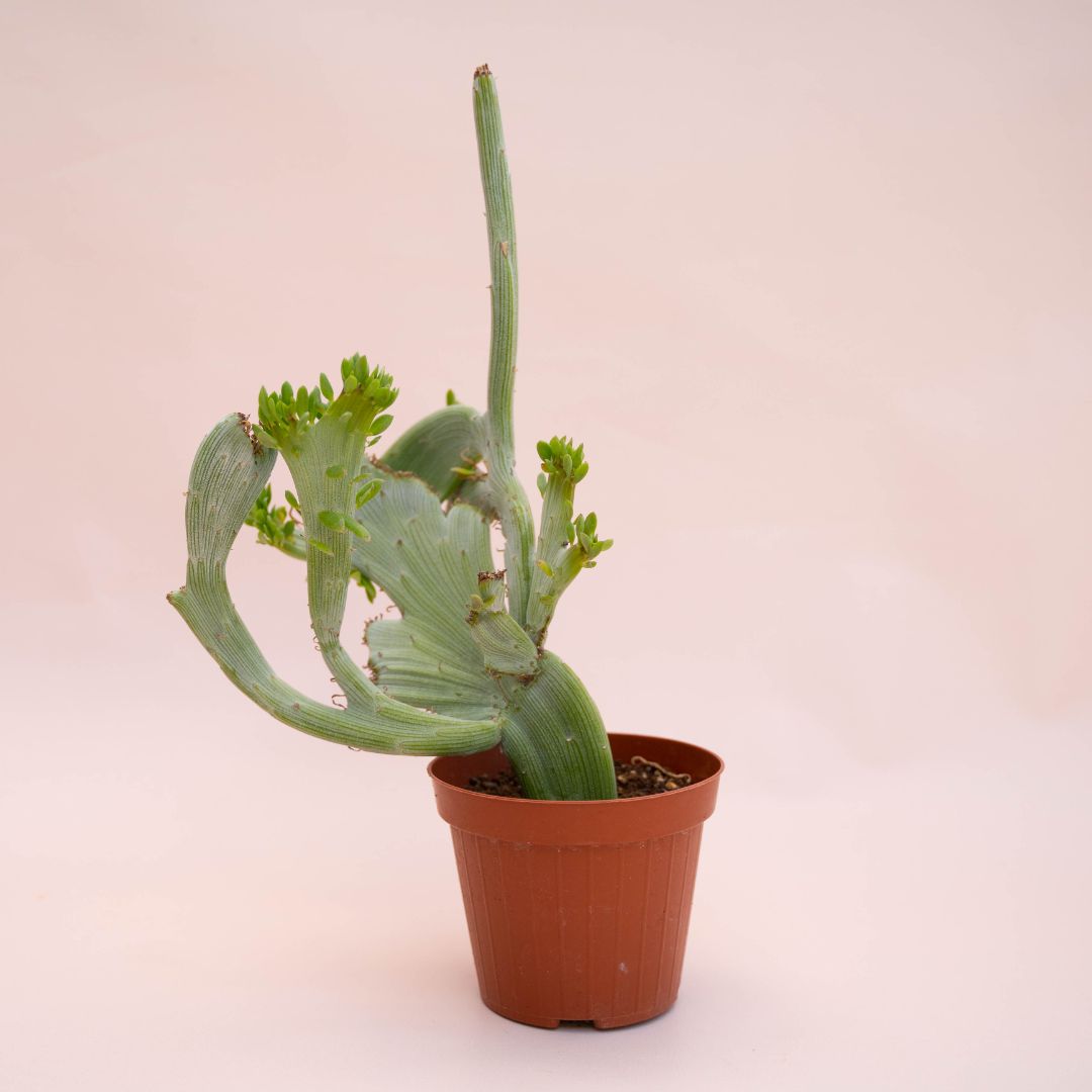 Senecio anteuphorbium crestato Ø 12 cm 736F