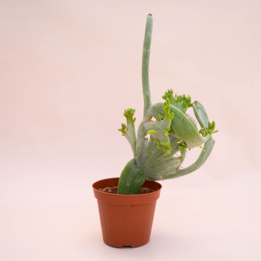 Senecio anteuphorbium crestato Ø 12 cm 736F