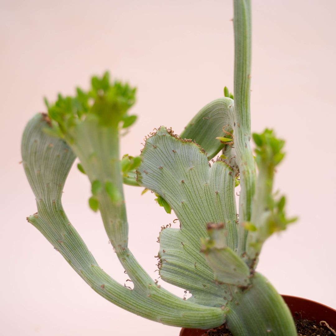 Senecio anteuphorbium crestato Ø 12 cm 736F