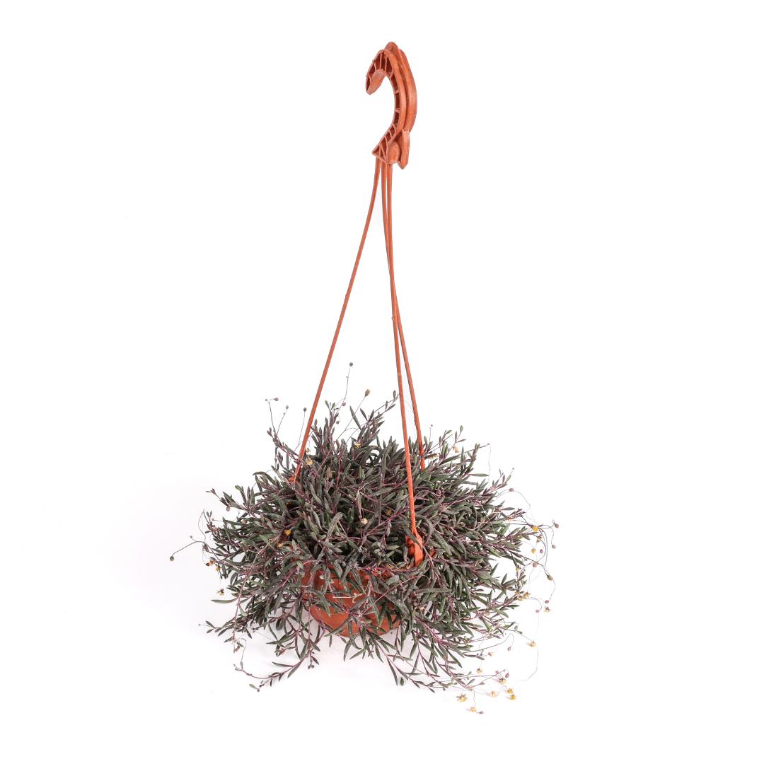 Senecio herreianus 'Purple Flush' in vaso Ø 14 cm