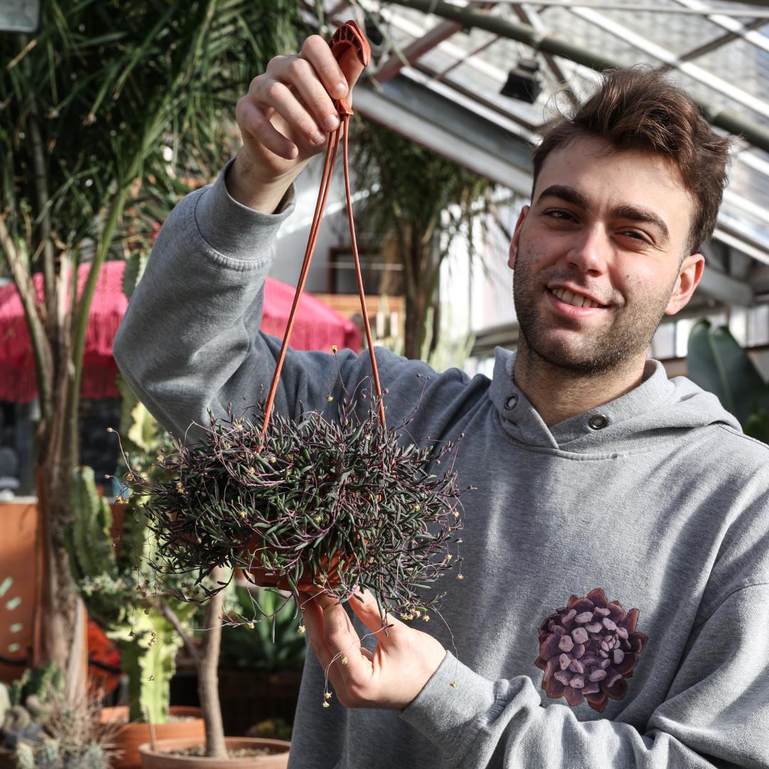 Senecio herreianus 'Purple Flush' in vaso Ø 14 cm - immagine 3