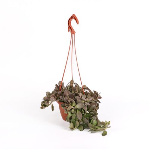 Senecio jacobsenii in vaso Ø 14 cm