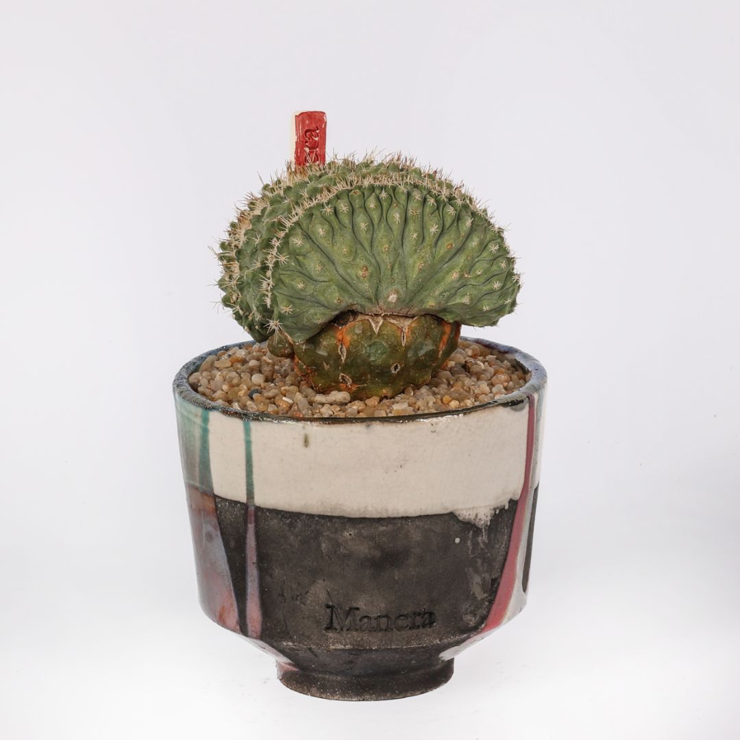 Strombocactus disciformis crestato