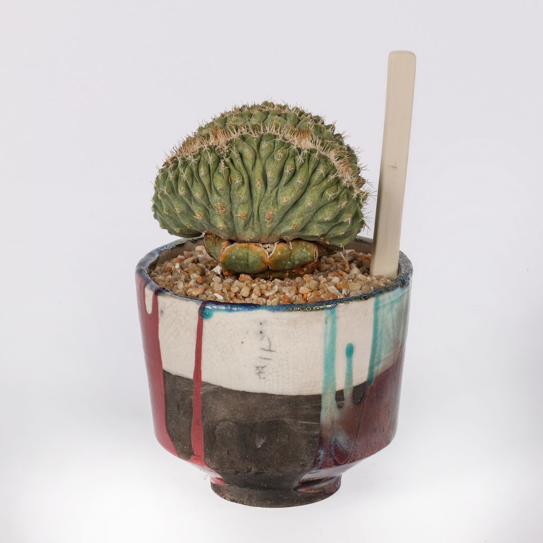 Strombocactus disciformis crestato