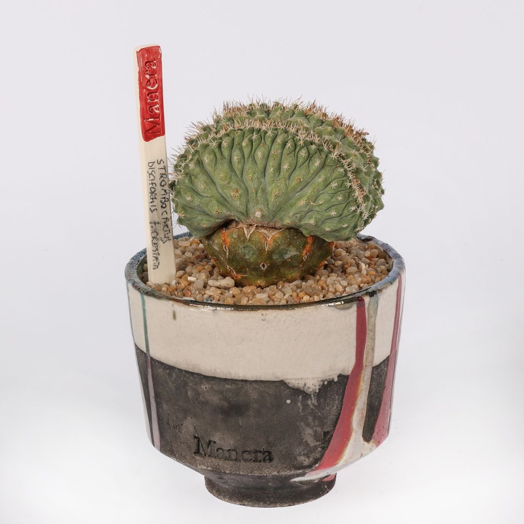 Strombocactus disciformis crestato