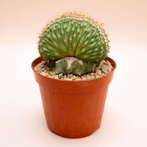 Strombocactus disciformis crestato monstruoso Ø 12 cm