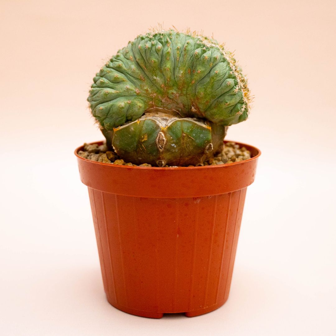 Strombocactus disciformis crestato monstruoso Ø 12 cm