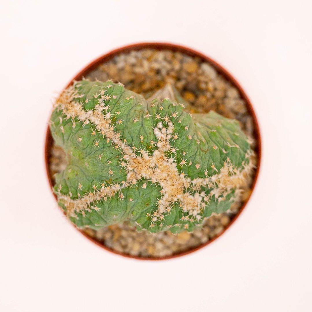 Strombocactus disciformis crestato monstruoso Ø 12 cm