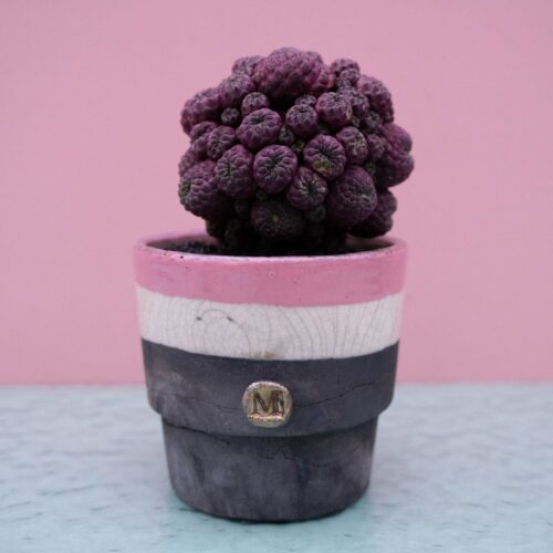 Sulcorebutia rauschii 236 Raku