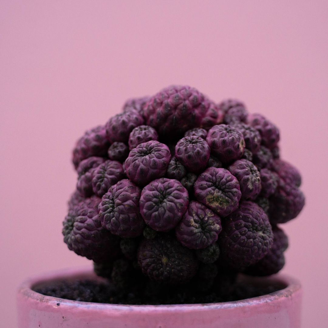 Sulcorebutia rauschii 236 Raku