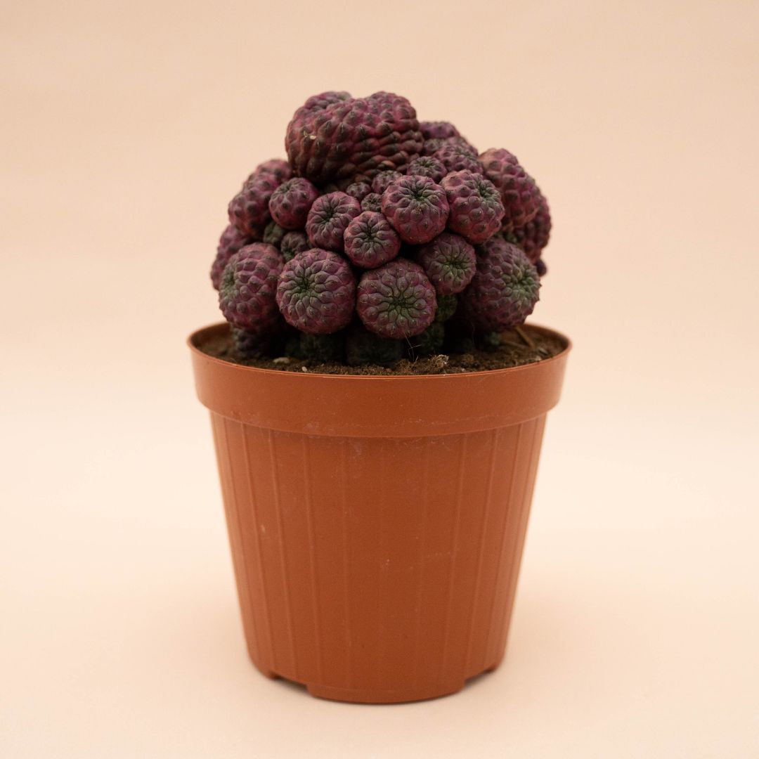 Sulcorebutia rauschii Ø 15 cm - 1310