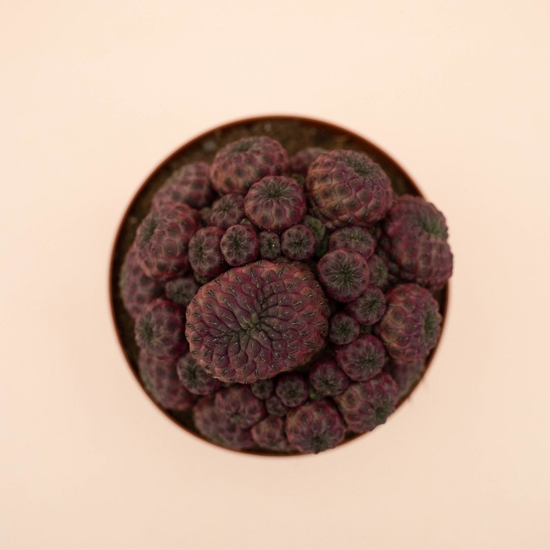 Sulcorebutia rauschii Ø 15 cm - 1310