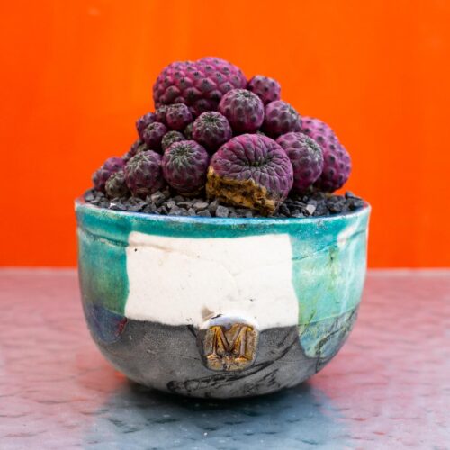 Sulcorebutia rauschii violacidermis