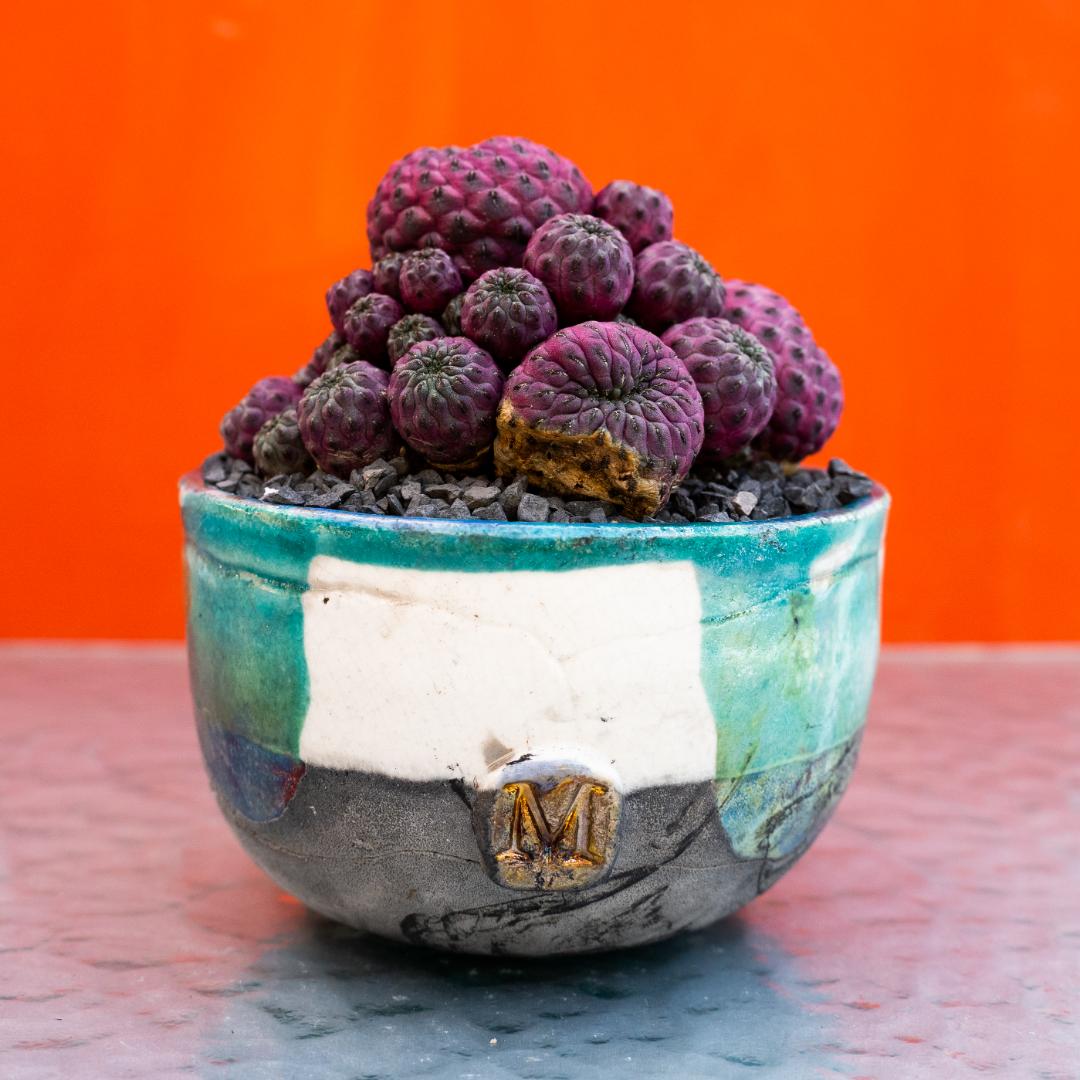 Sulcorebutia rauschii violacidermis