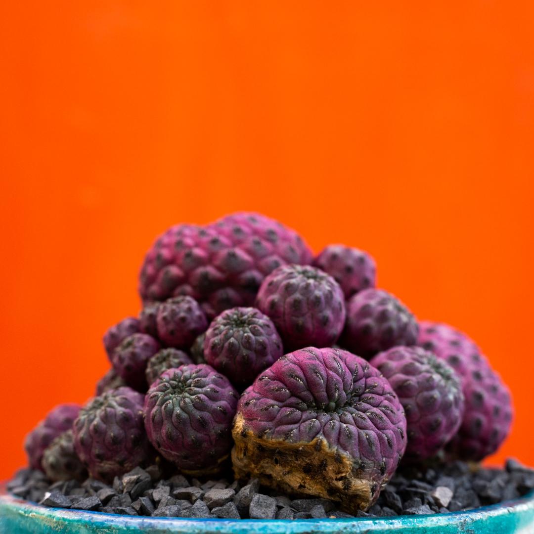 Sulcorebutia rauschii violacidermis
