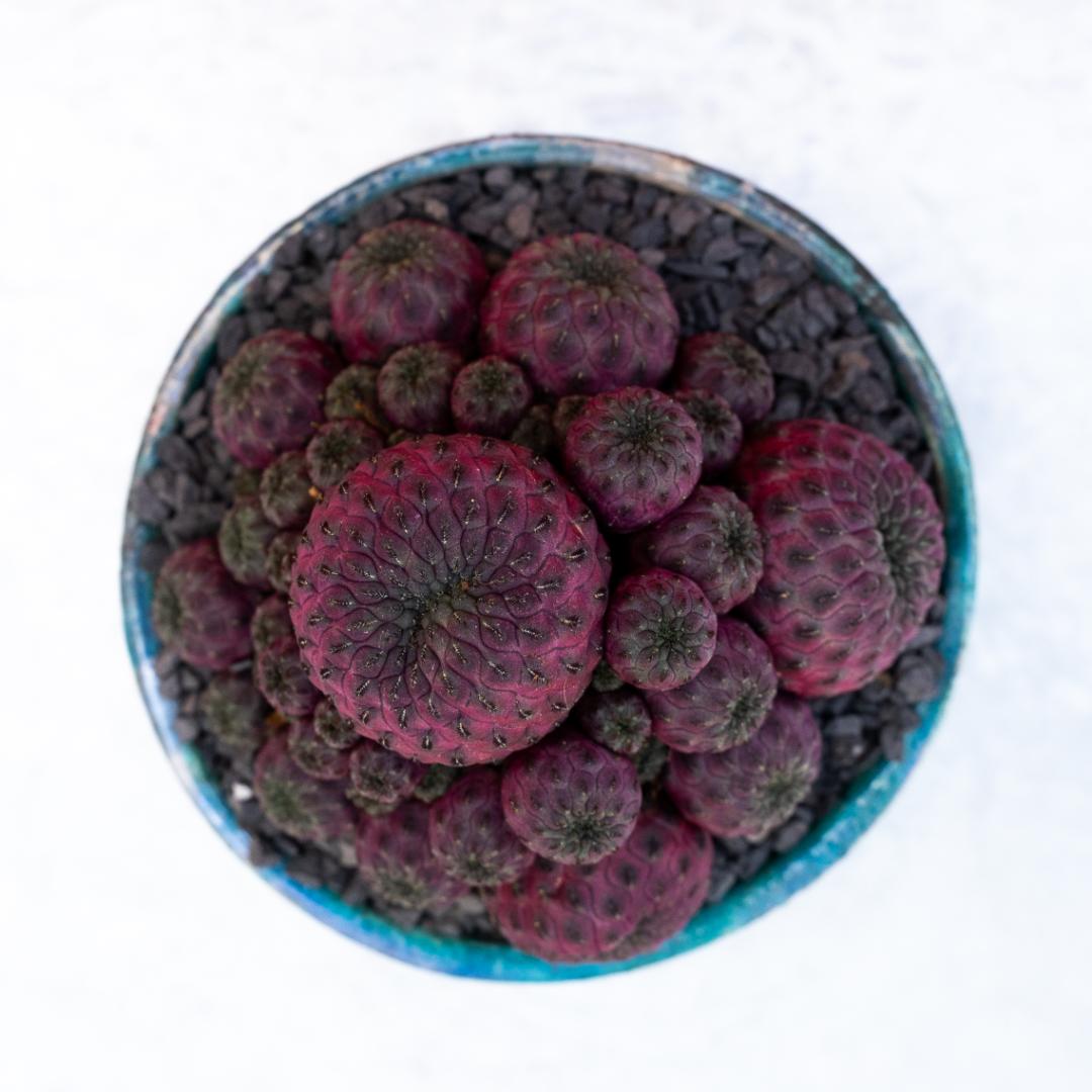 Sulcorebutia rauschii violacidermis