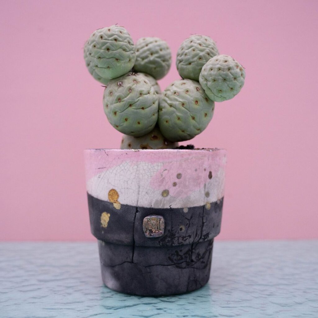 Tephrocactus geometricus 233 Raku