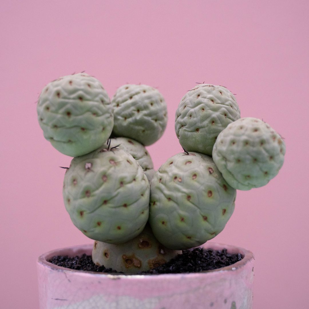 Tephrocactus geometricus 233 Raku