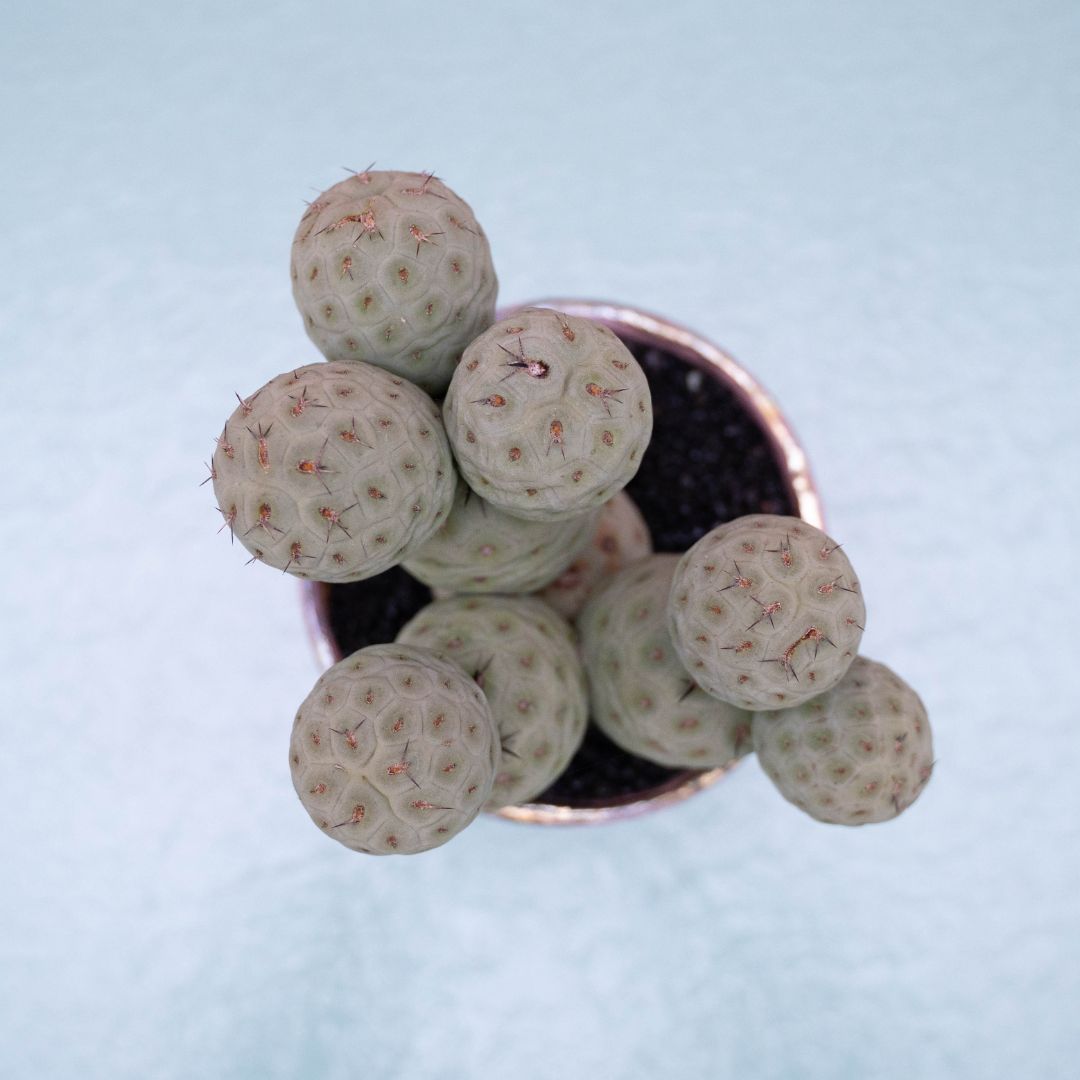 Tephrocactus geometricus 233 Raku