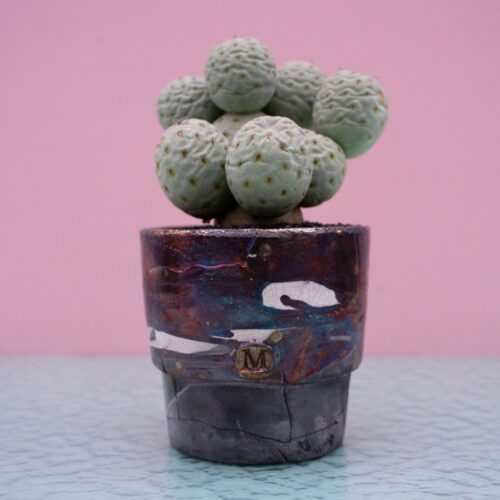 Tephrocactus geometricus 234 Raku