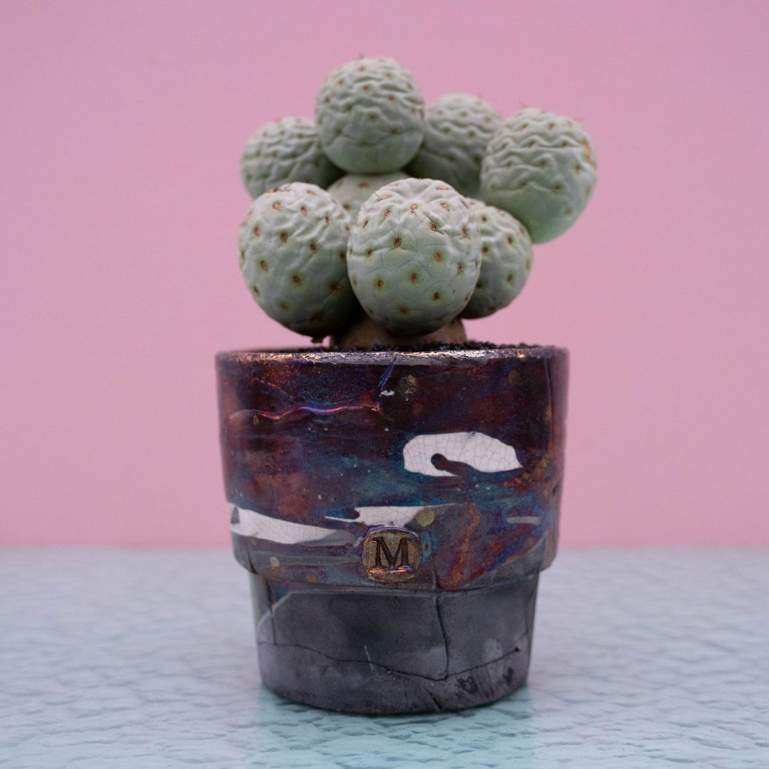 Tephrocactus geometricus 234 Raku