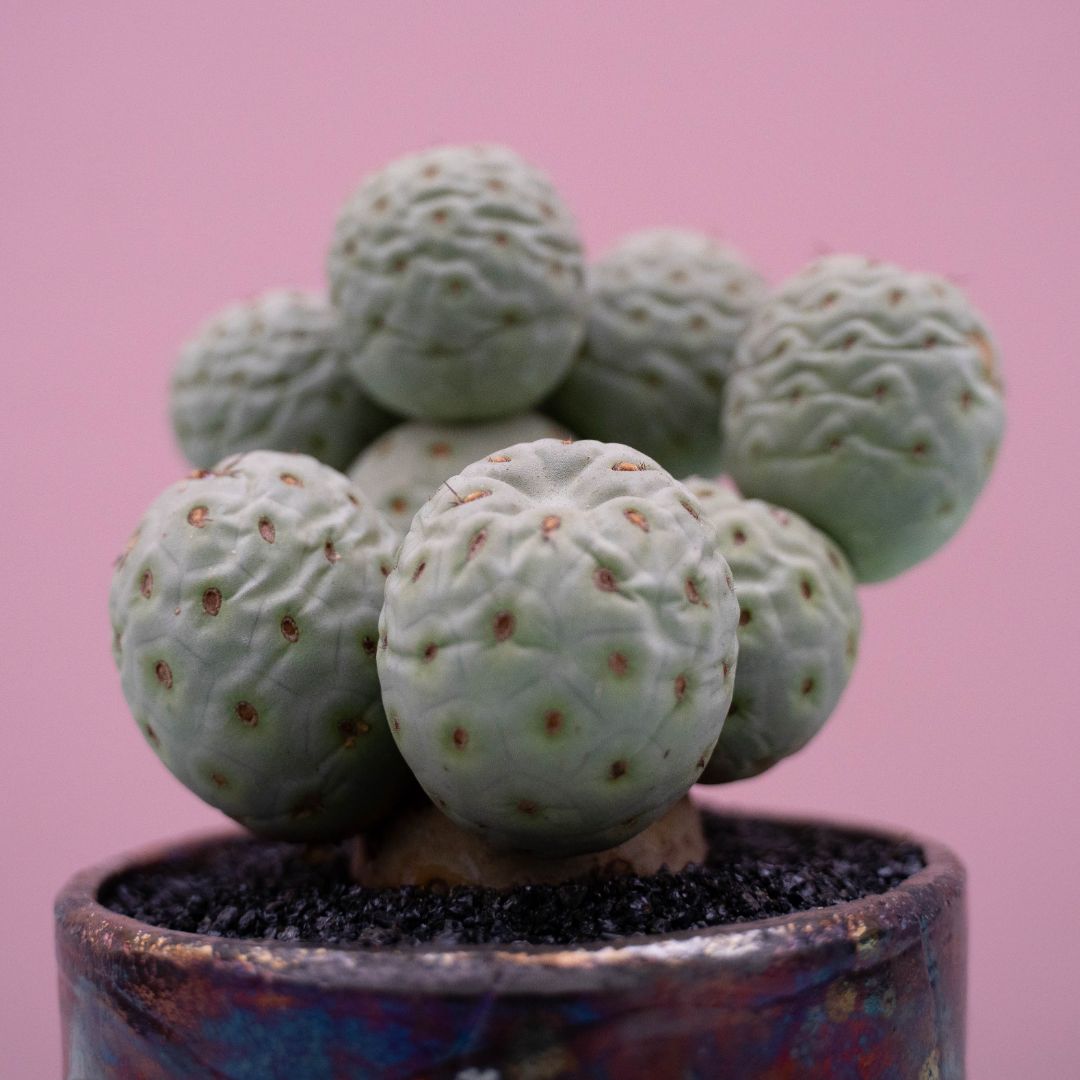 Tephrocactus geometricus 234 Raku