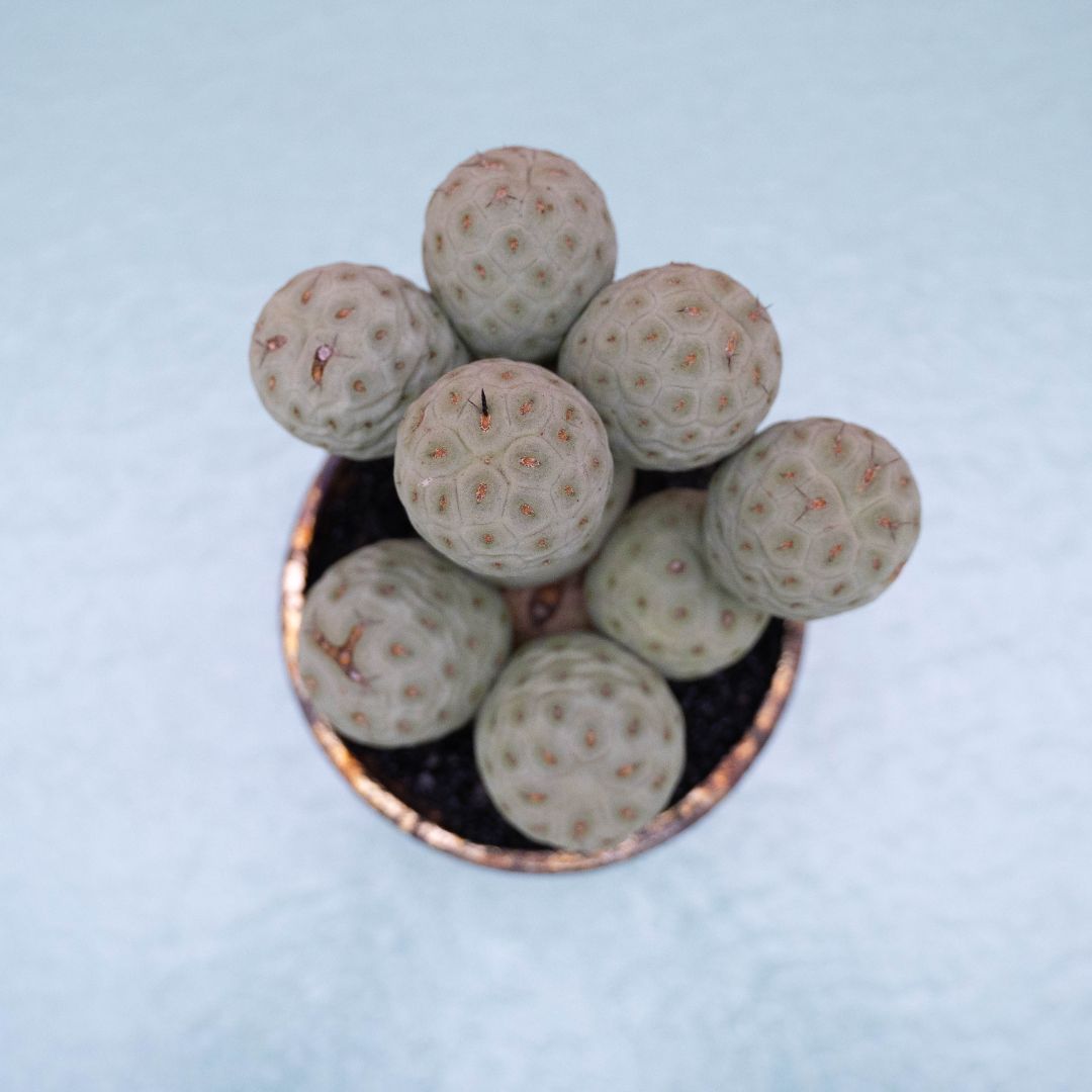 Tephrocactus geometricus 234 Raku