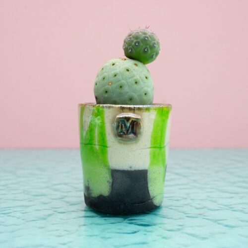 Tephrocactus geometricus 277 Raku