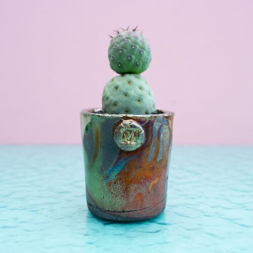 Tephrocactus geometricus 279 Raku