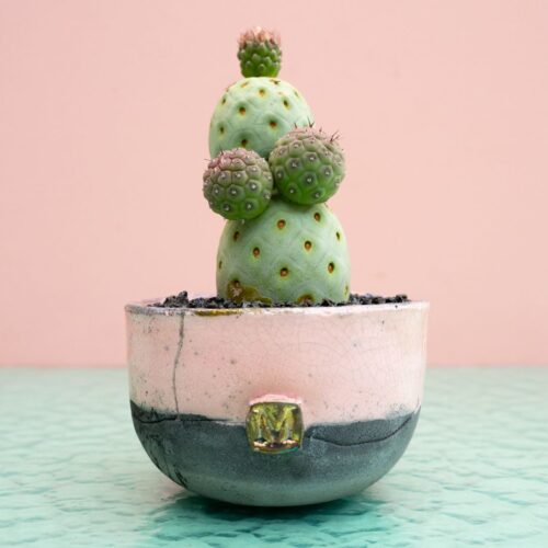 Tephrocactus geometricus 299 Raku