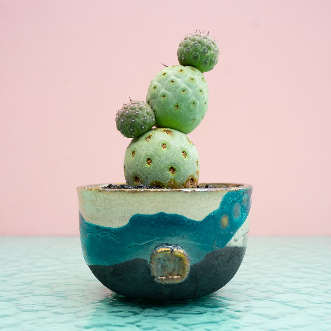 Tephrocactus geometricus 301 Raku