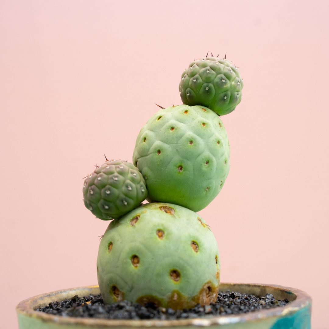 Tephrocactus geometricus 301 Raku