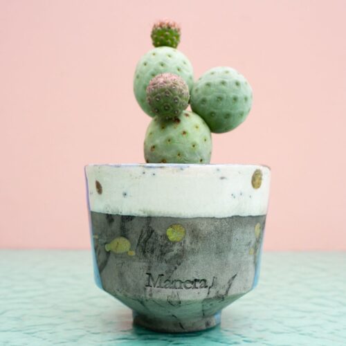Tephrocactus geometricus 304 Raku