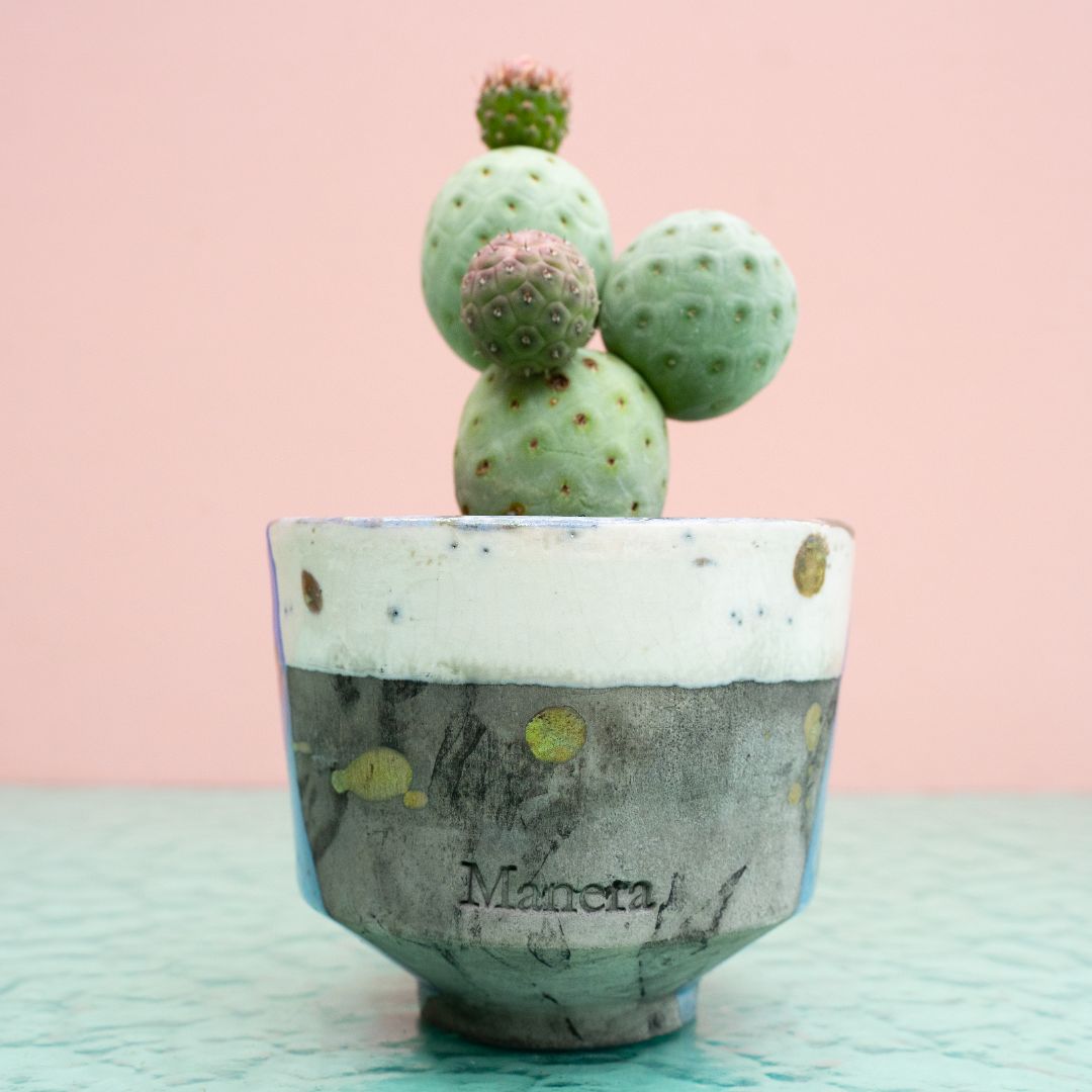 Tephrocactus geometricus 304 Raku
