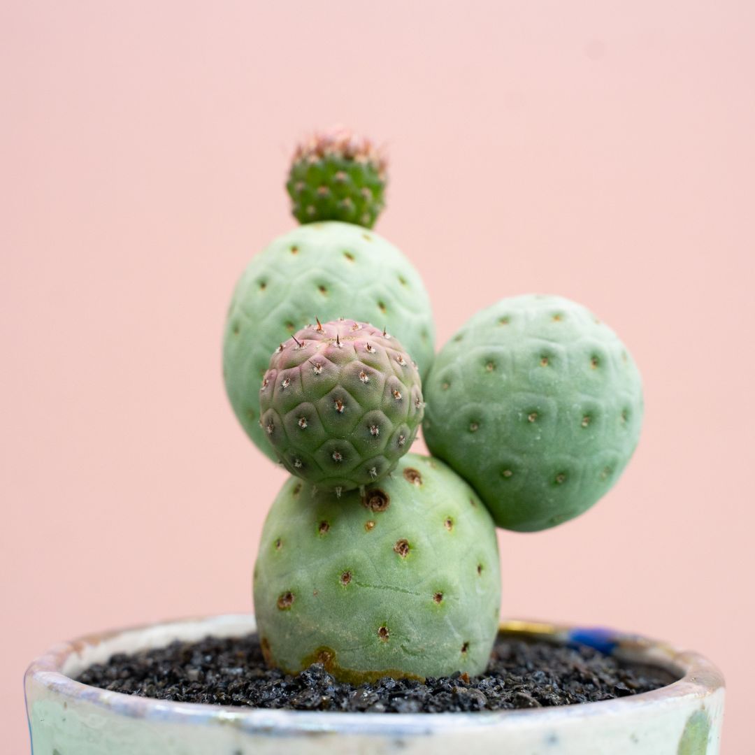 Tephrocactus geometricus 304 Raku