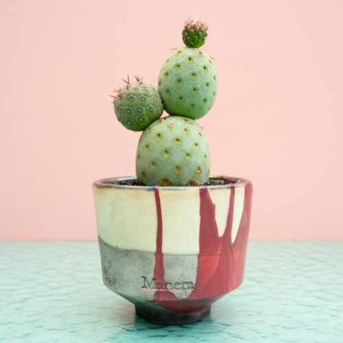 Tephrocactus geometricus 305 Raku
