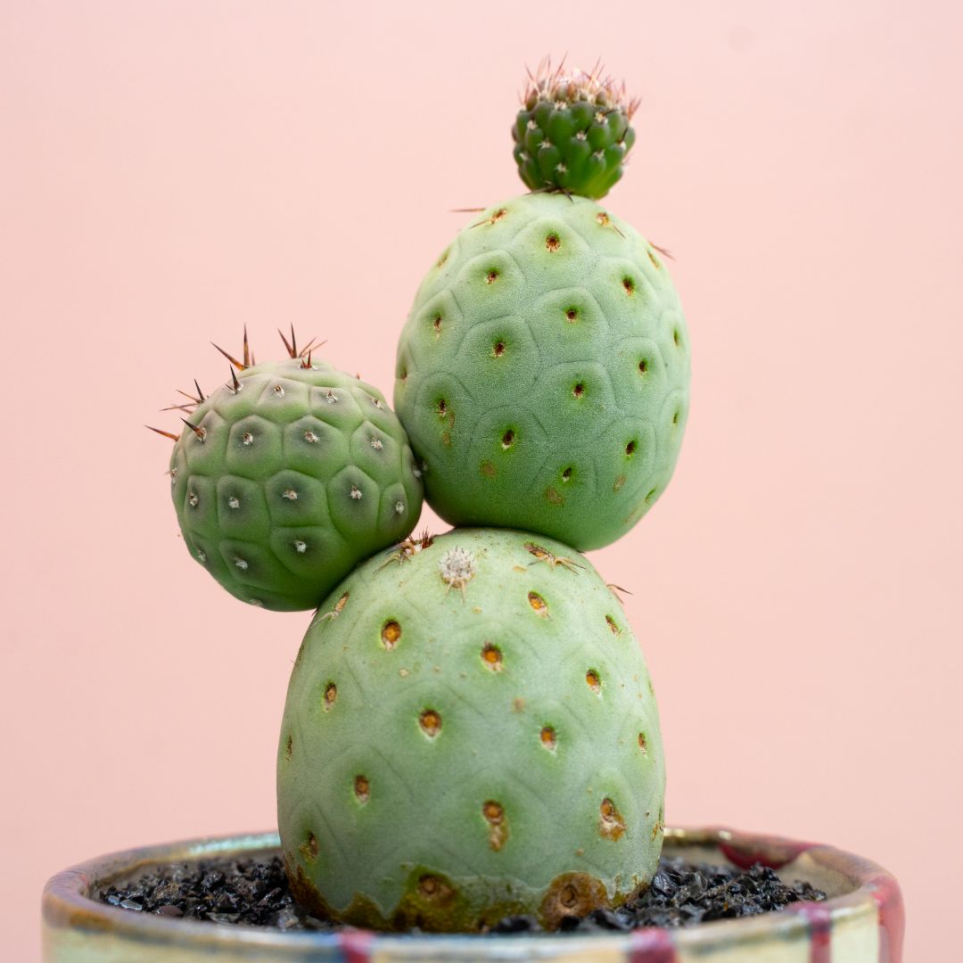 Tephrocactus geometricus 305 Raku